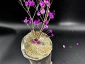 IMG_1145 ikebanas 1.jpg